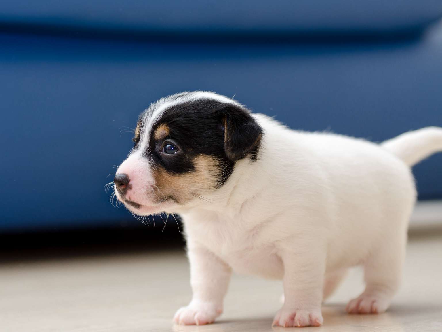 Reducing Motion Sickness in Puppies